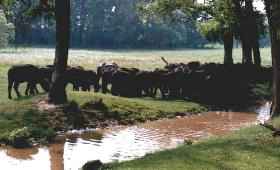 Wasserbüffel im Reservat